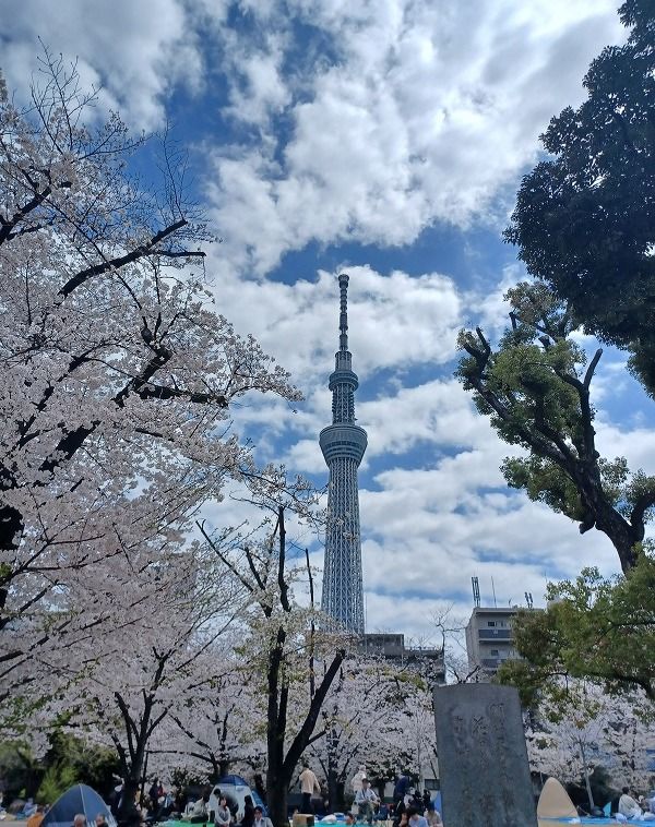 現場近くの隅田公園、隅田川沿いの桜が見ごろを迎えてます
屋形船、出店も出て賑わってました！

東京支店より春の便りが届きました
S主任　ありがとうございます！
→@shidagumi

#隅田公園
#隅田川 
#東京スカイツリー
#桜
#志多組東京支店