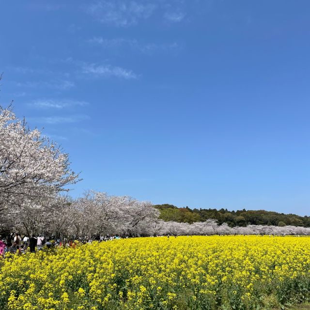 西都原へ行って来ました
満開の桜と菜の花のコラボレーション
とってもきれいでした
風に花吹雪が舞ってこれぞ日本の春の風情という感じでした

→@shidagumi

#志多組
#西都原
#桜
#桜と菜の花
#宮崎市