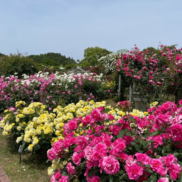 宮崎市こどものくにのバラ園に行きました
いろいろな種類のバラの花が咲き誇っていてとても見事です
今が見頃、花がお好きな方は見に行かれてはいかがですか？

→@shidagumi

#志多組
#宮崎
#こどものくに 
#バラ園
#青島
#建設業